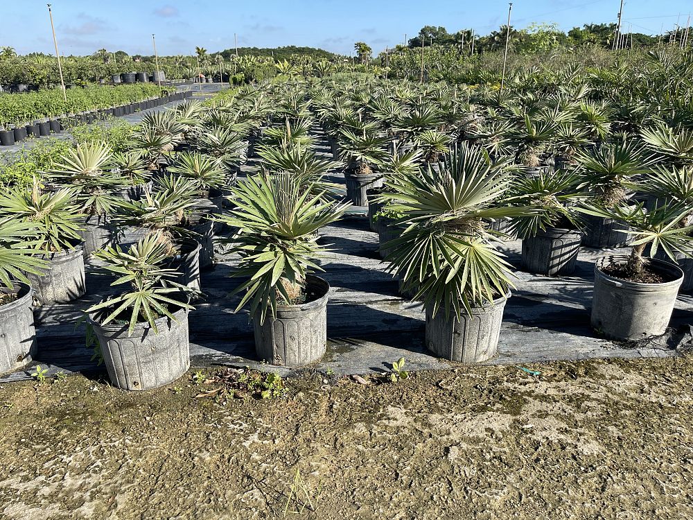 coccothrinax-borhidiana