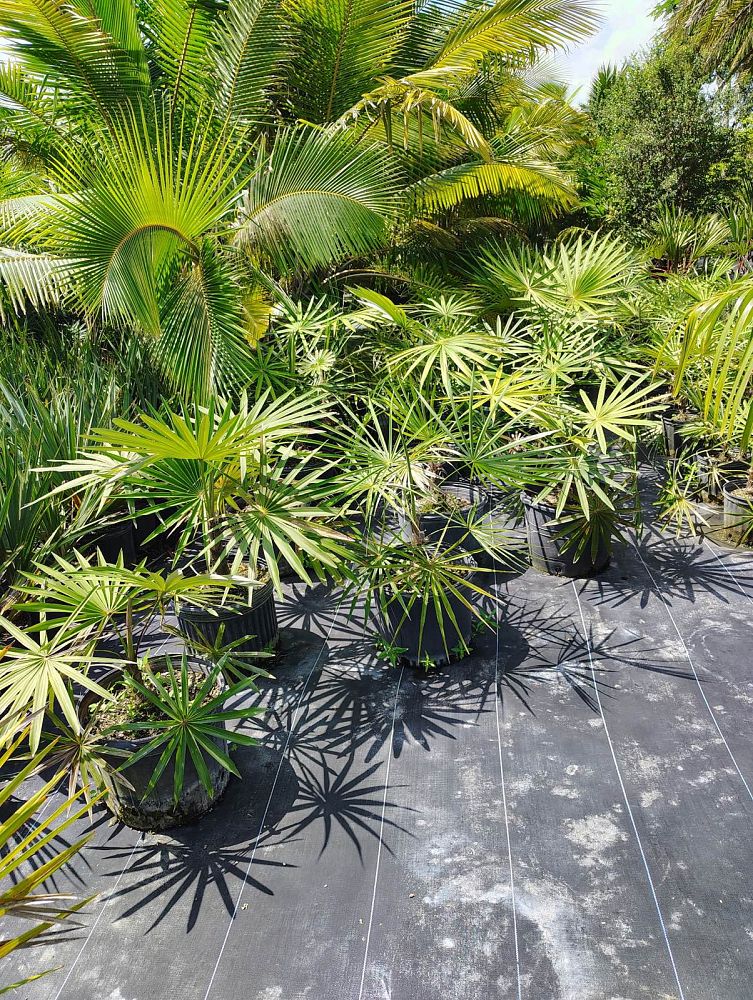 coccothrinax-borhidiana