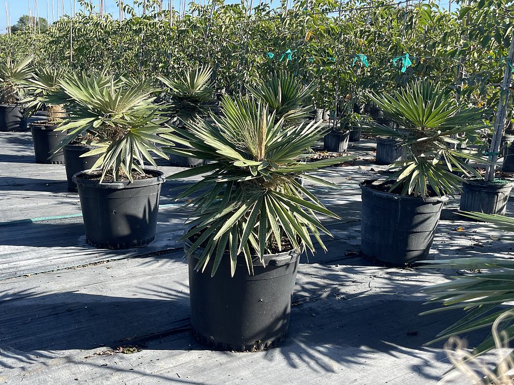 coccothrinax-borhidiana