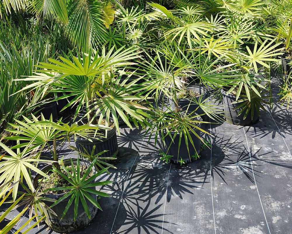 coccothrinax-borhidiana