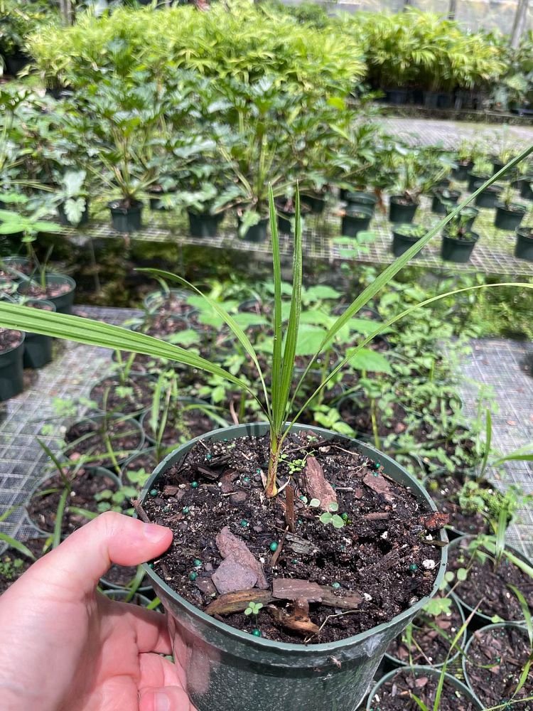 coccothrinax-borhidiana