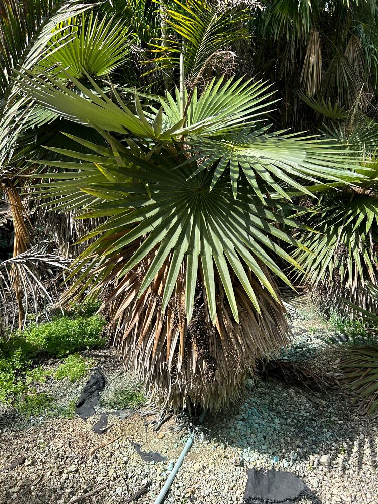 coccothrinax-borhidiana
