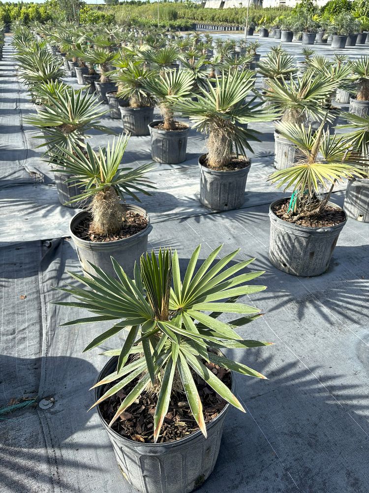 coccothrinax-borhidiana