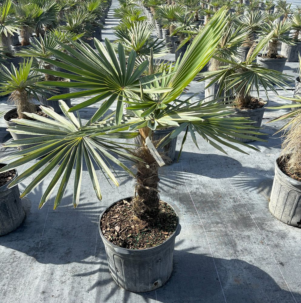 coccothrinax-borhidiana