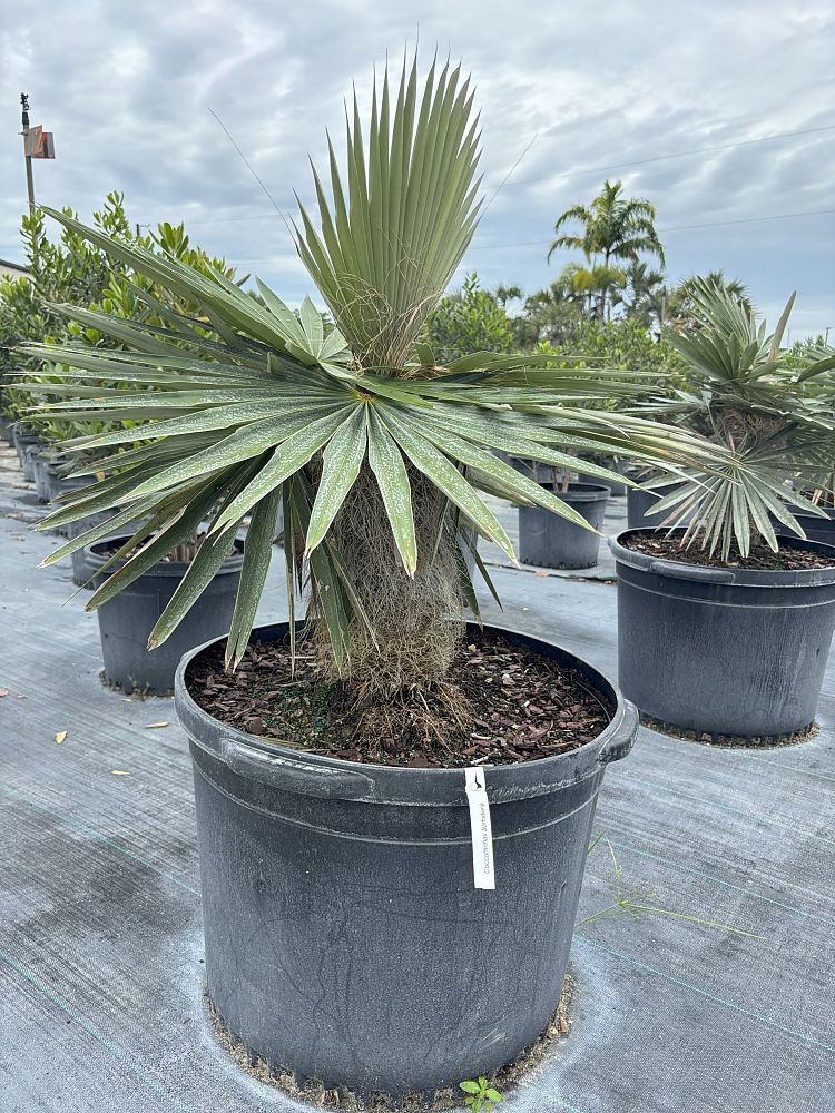 coccothrinax-borhidiana