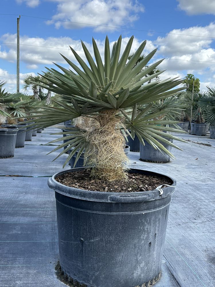 coccothrinax-borhidiana