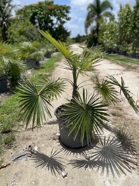 coccothrinax-claerensis