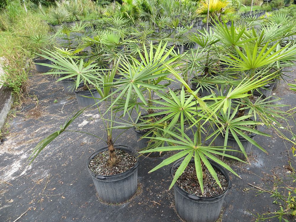 coccothrinax-clarensis