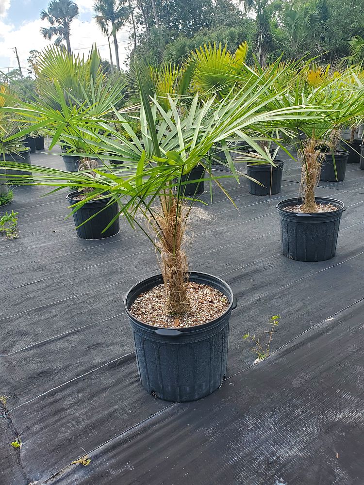 coccothrinax-crinita-brevicrinis-short-hair-old-man-palm
