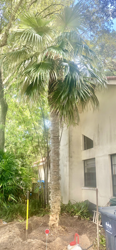 coccothrinax-crinita-brevicrinis-short-hair-old-man-palm