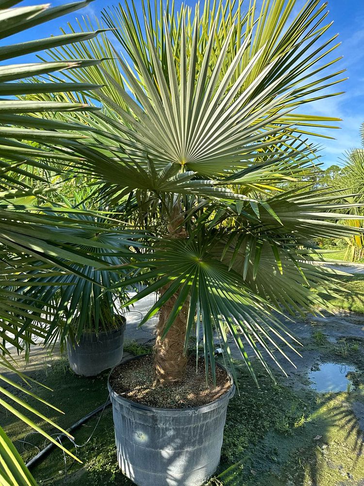 coccothrinax-crinita-brevicrinis-short-hair-old-man-palm