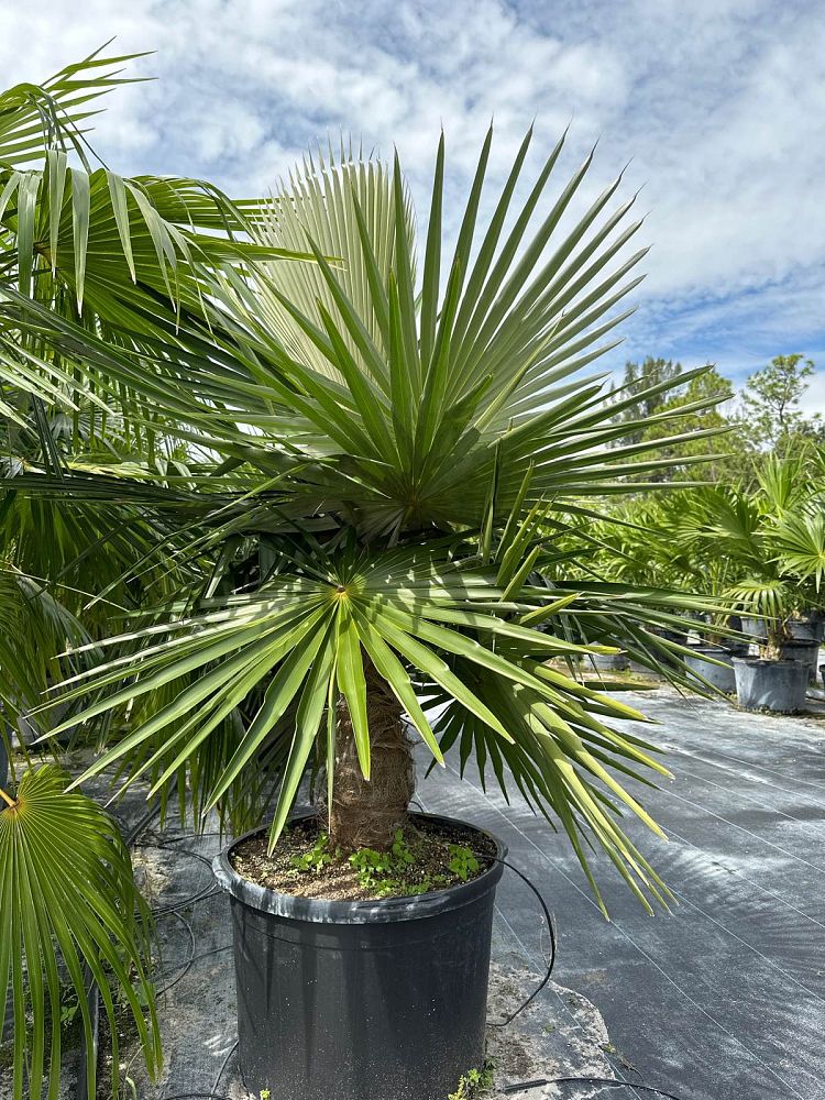 coccothrinax-crinita-brevicrinis-short-hair-old-man-palm