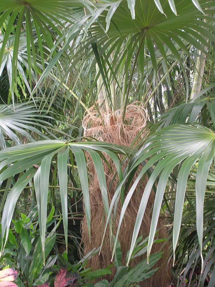 coccothrinax-crinita-old-man-palm-thatch-palm-palma-petate