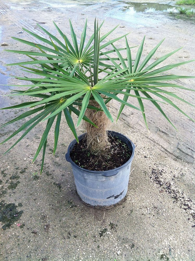 coccothrinax-crinita-old-man-palm-thatch-palm-palma-petate