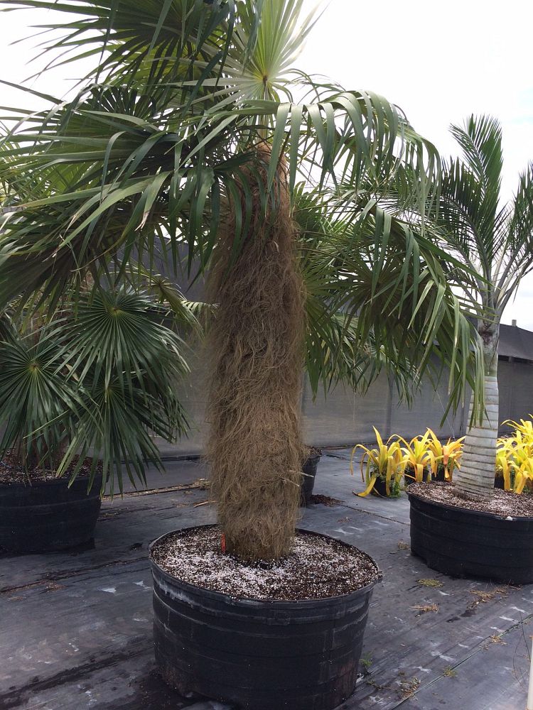 coccothrinax-crinita-old-man-palm-thatch-palm-palma-petate