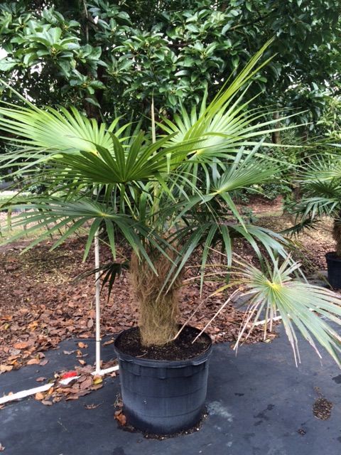 coccothrinax-crinita-old-man-palm-thatch-palm-palma-petate