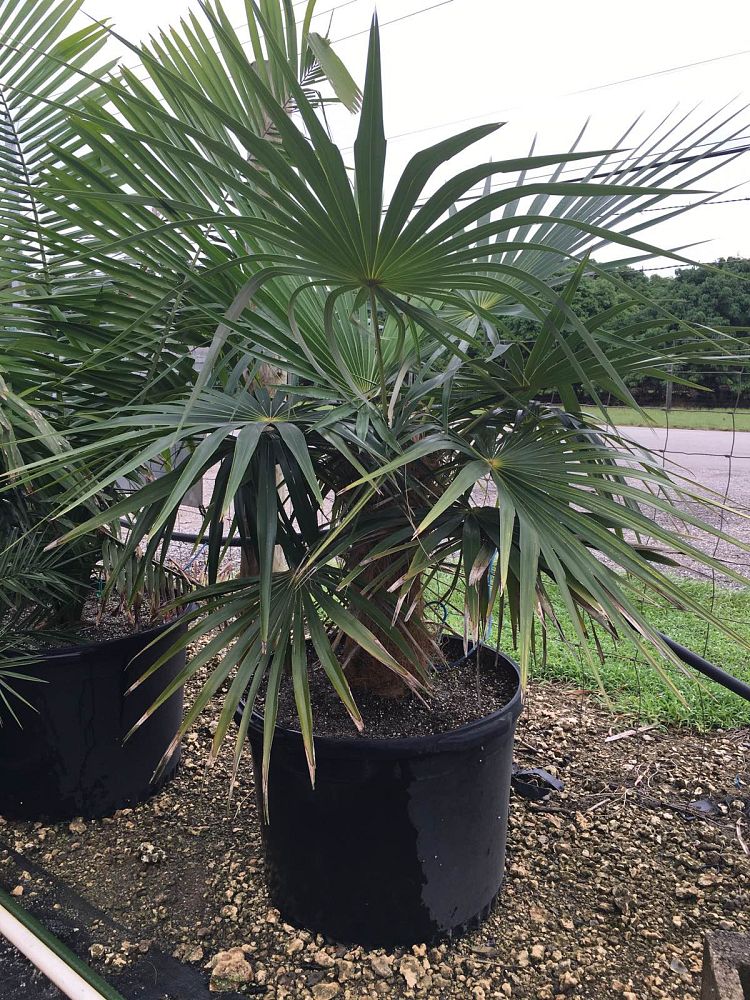 coccothrinax-crinita-old-man-palm-thatch-palm-palma-petate