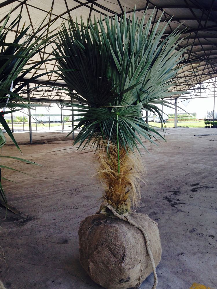 coccothrinax-crinita-old-man-palm-thatch-palm-palma-petate