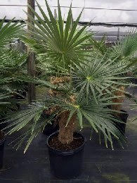 coccothrinax-crinita-old-man-palm-thatch-palm-palma-petate