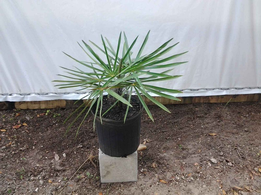 coccothrinax-crinita-old-man-palm-thatch-palm-palma-petate