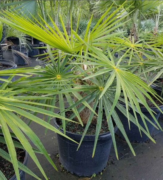coccothrinax-crinita-old-man-palm-thatch-palm-palma-petate