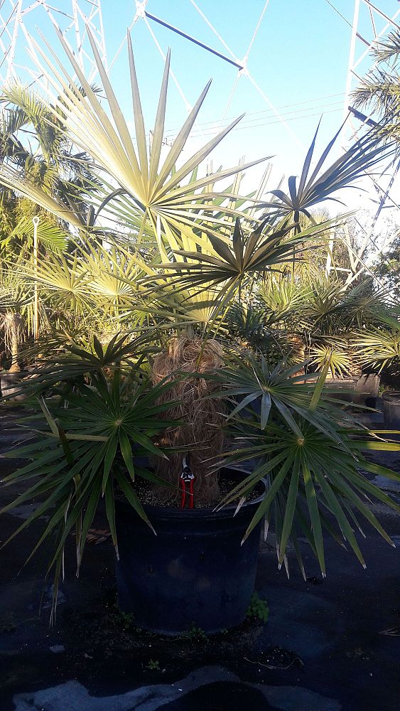 coccothrinax-crinita-old-man-palm-thatch-palm-palma-petate