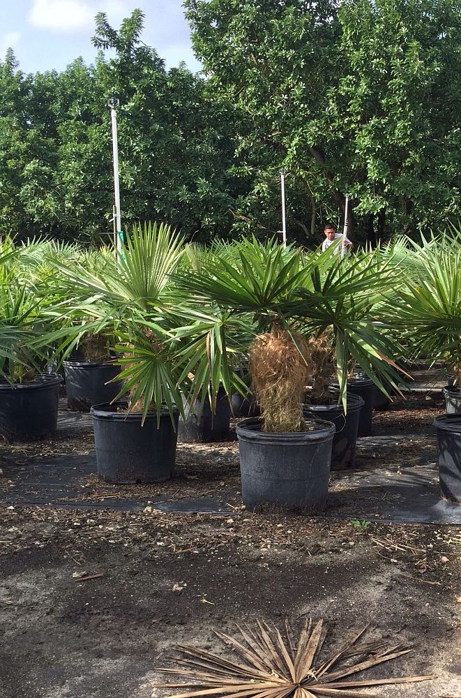 coccothrinax-crinita-old-man-palm-thatch-palm-palma-petate