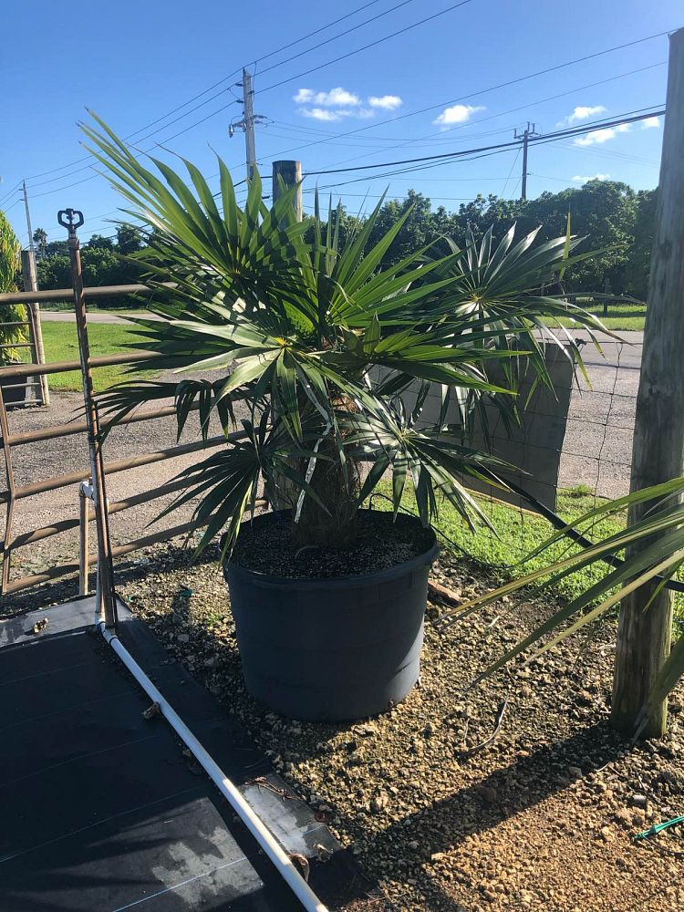 coccothrinax-crinita-old-man-palm-thatch-palm-palma-petate