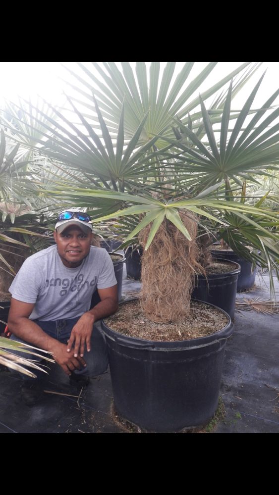coccothrinax-crinita-old-man-palm-thatch-palm-palma-petate