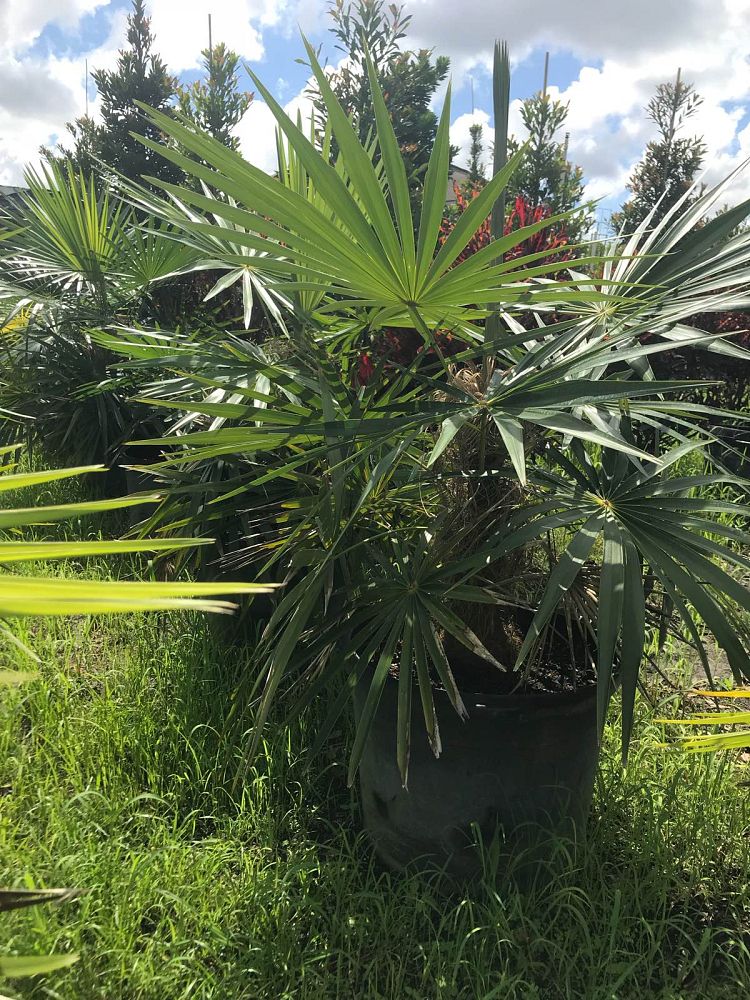 coccothrinax-crinita-old-man-palm-thatch-palm-palma-petate
