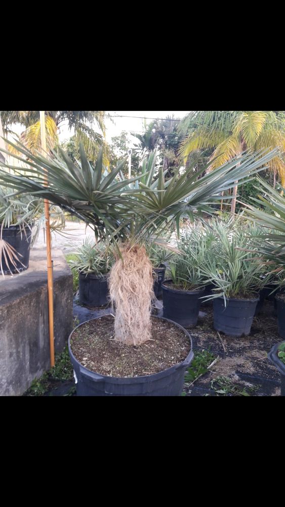 coccothrinax-crinita-old-man-palm-thatch-palm-palma-petate