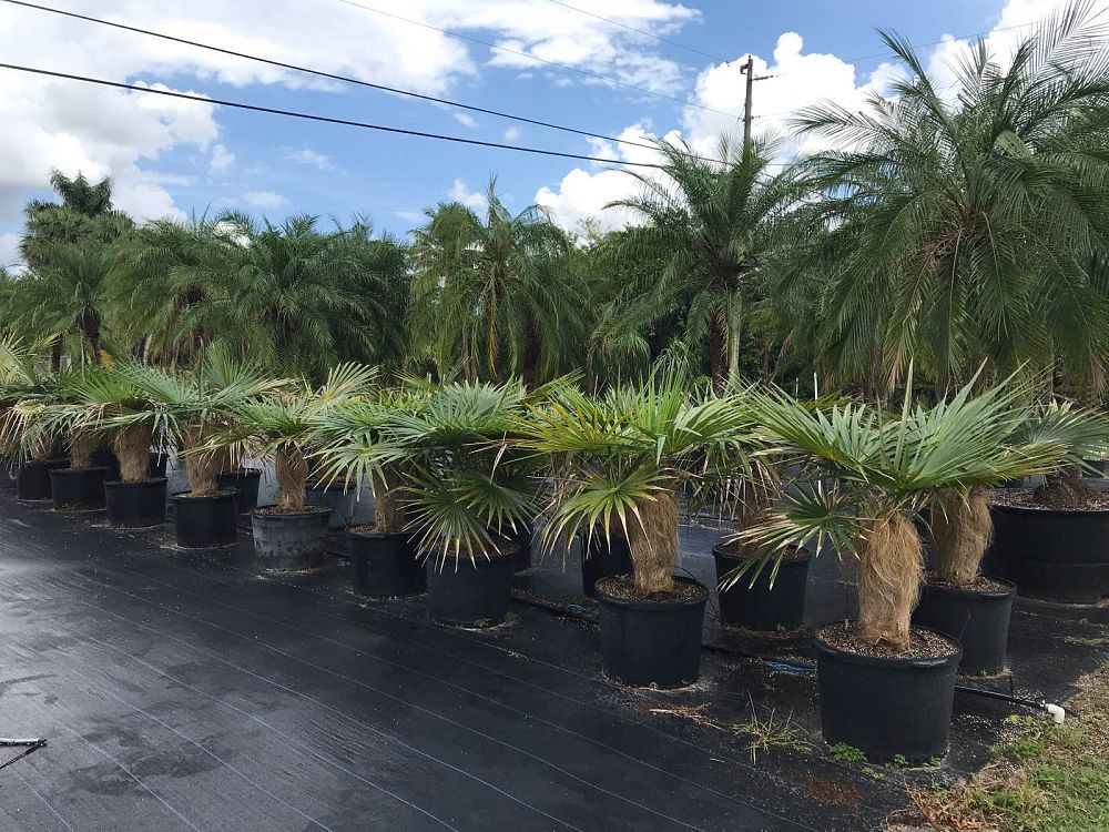 coccothrinax-crinita-old-man-palm-thatch-palm-palma-petate