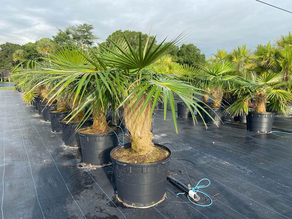 coccothrinax-crinita-old-man-palm-thatch-palm-palma-petate