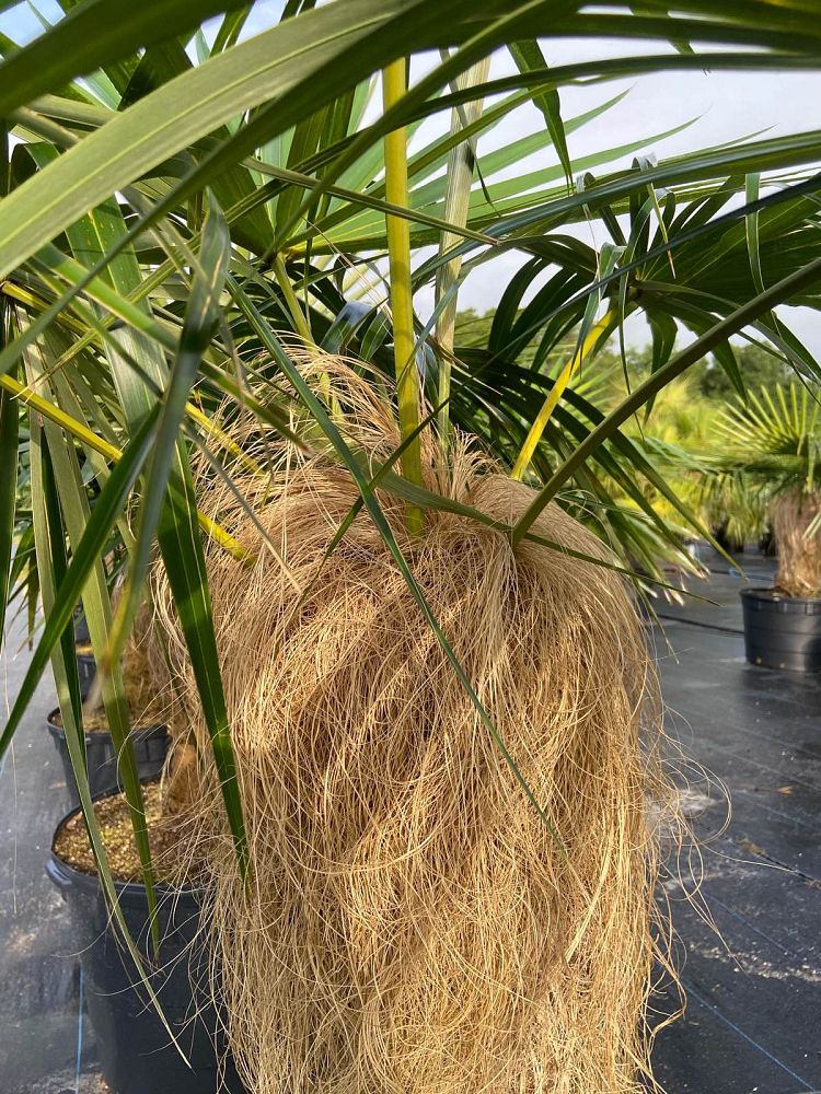 coccothrinax-crinita-old-man-palm-thatch-palm-palma-petate