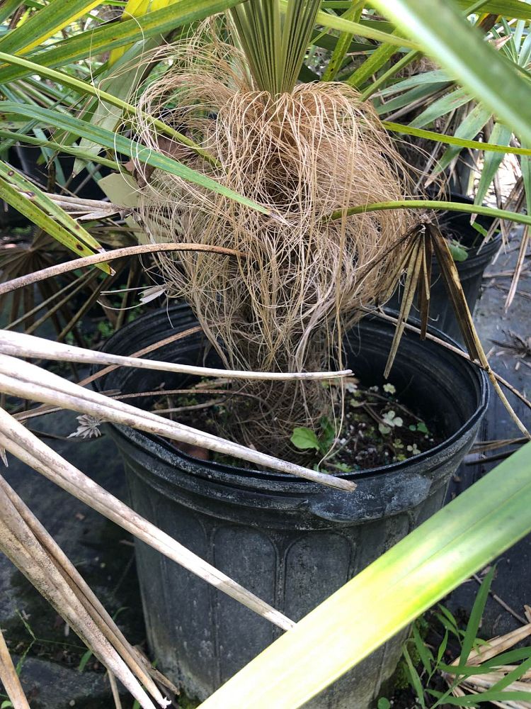 coccothrinax-crinita-old-man-palm-thatch-palm-palma-petate