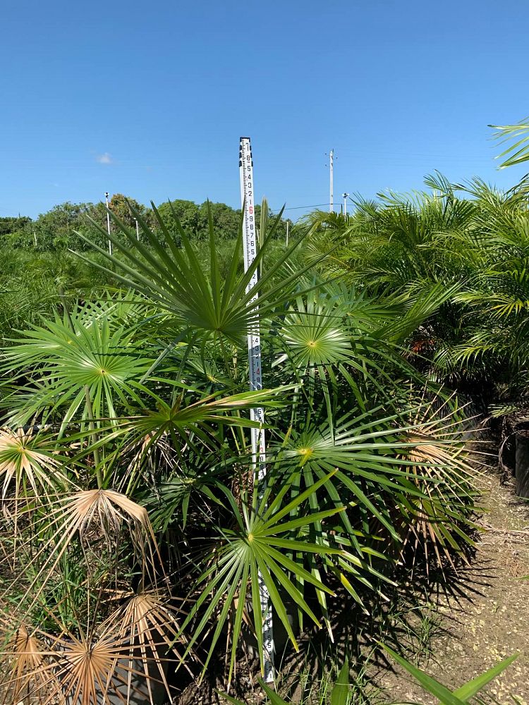 coccothrinax-crinita-old-man-palm-thatch-palm-palma-petate