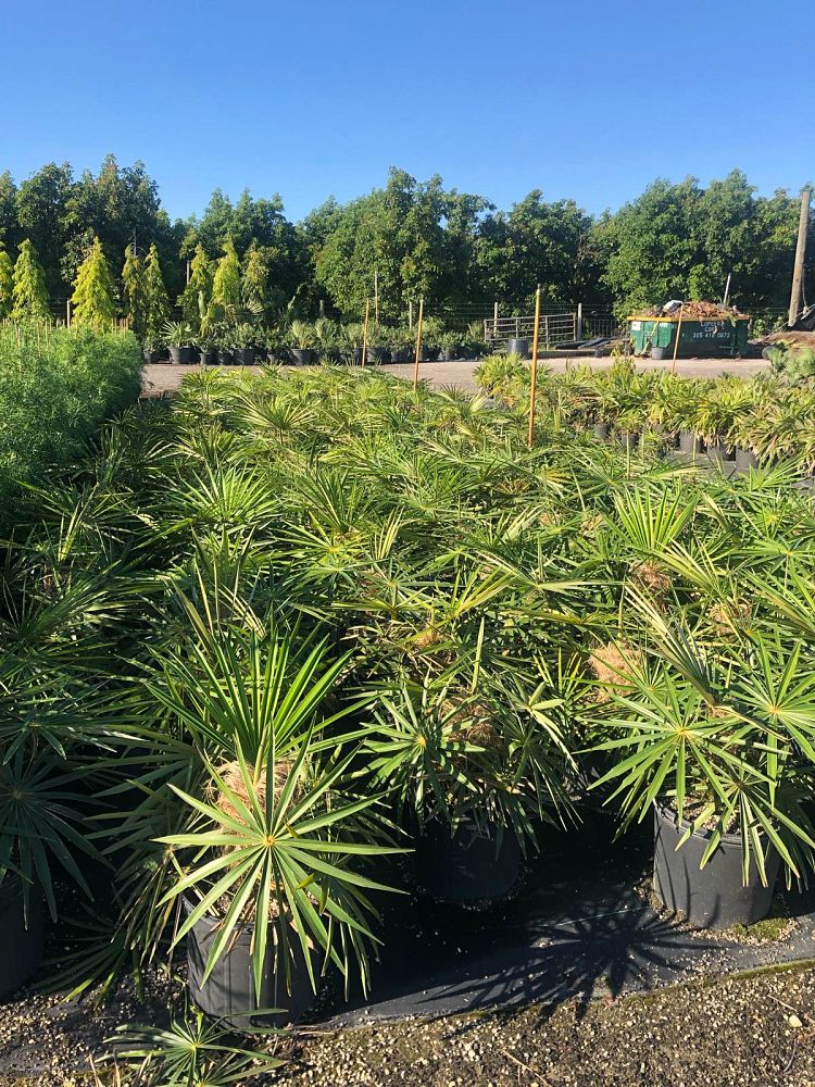coccothrinax-crinita-old-man-palm-thatch-palm-palma-petate
