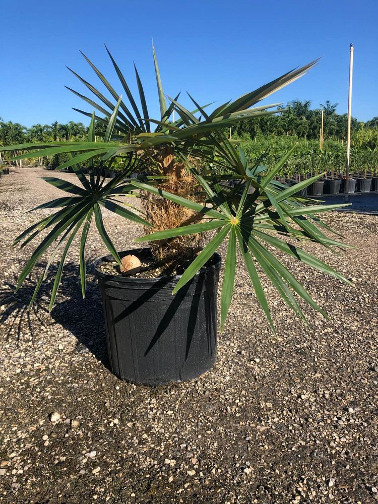 coccothrinax-crinita-old-man-palm-thatch-palm-palma-petate