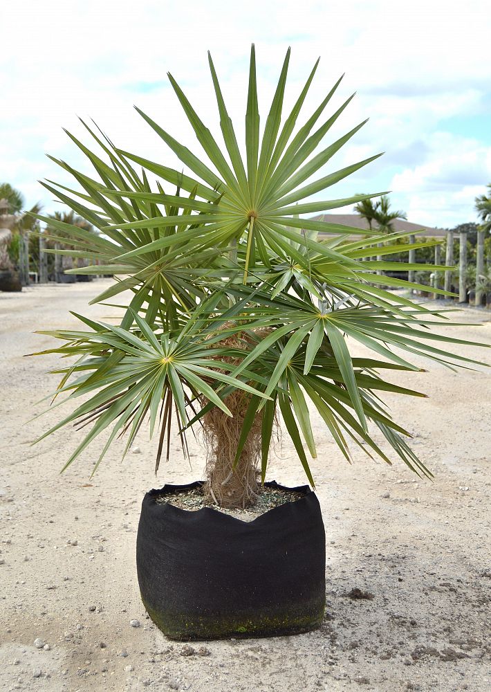 coccothrinax-crinita-old-man-palm-thatch-palm-palma-petate