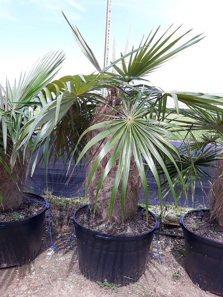 coccothrinax-crinita-old-man-palm-thatch-palm-palma-petate