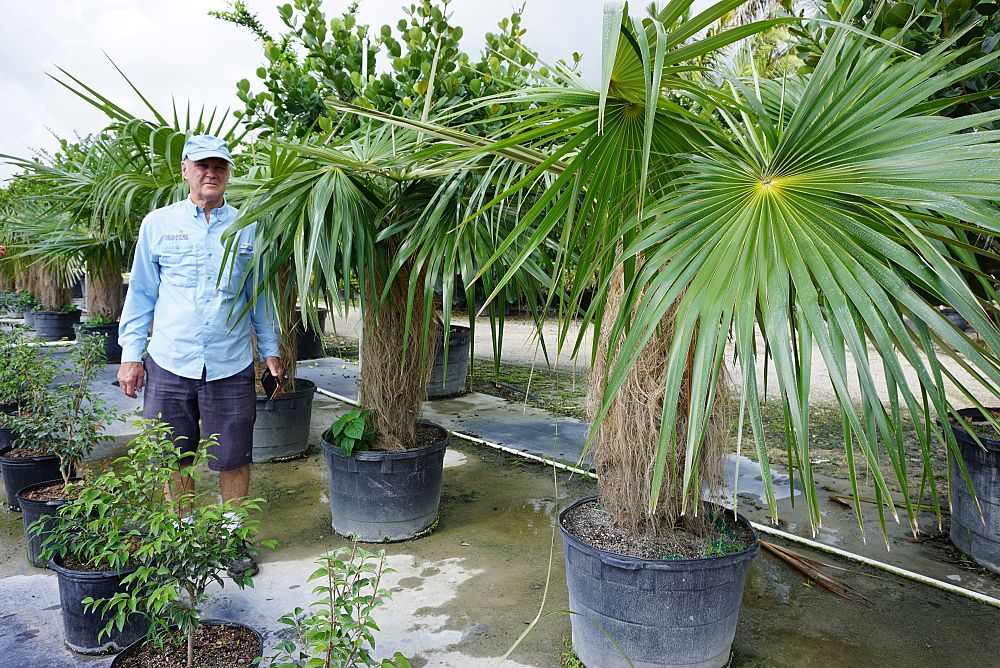 coccothrinax-crinita-old-man-palm-thatch-palm-palma-petate