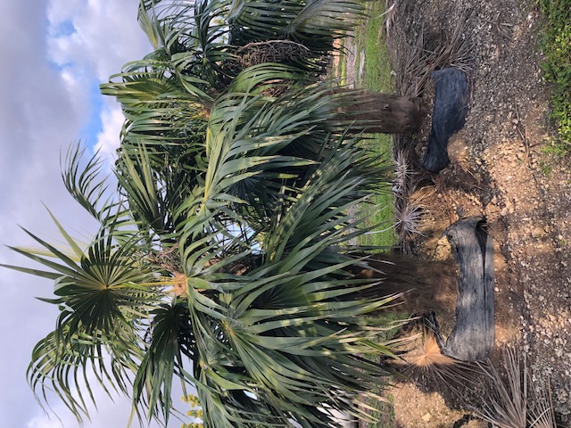 coccothrinax-crinita-old-man-palm-thatch-palm-palma-petate
