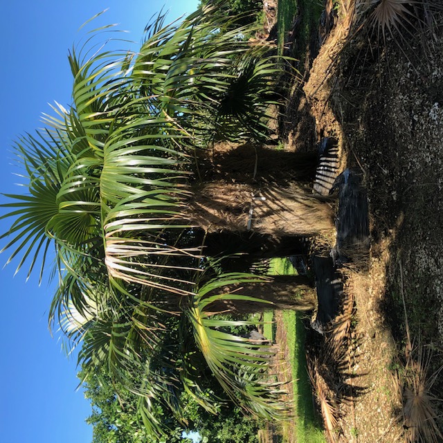 coccothrinax-crinita-old-man-palm-thatch-palm-palma-petate