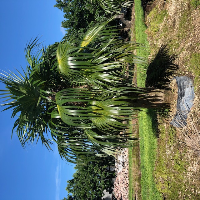 coccothrinax-crinita-old-man-palm-thatch-palm-palma-petate