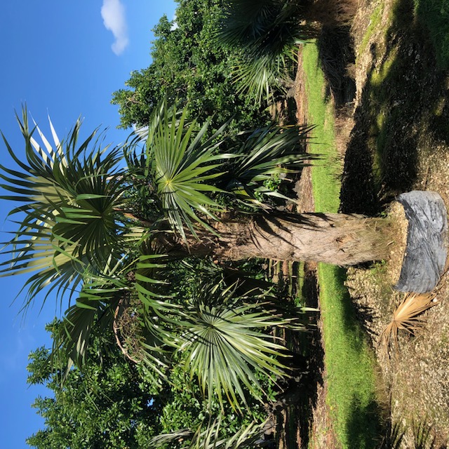 coccothrinax-crinita-old-man-palm-thatch-palm-palma-petate