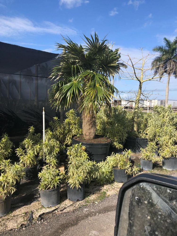 coccothrinax-crinita-old-man-palm-thatch-palm-palma-petate