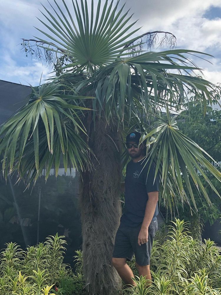 coccothrinax-crinita-old-man-palm-thatch-palm-palma-petate