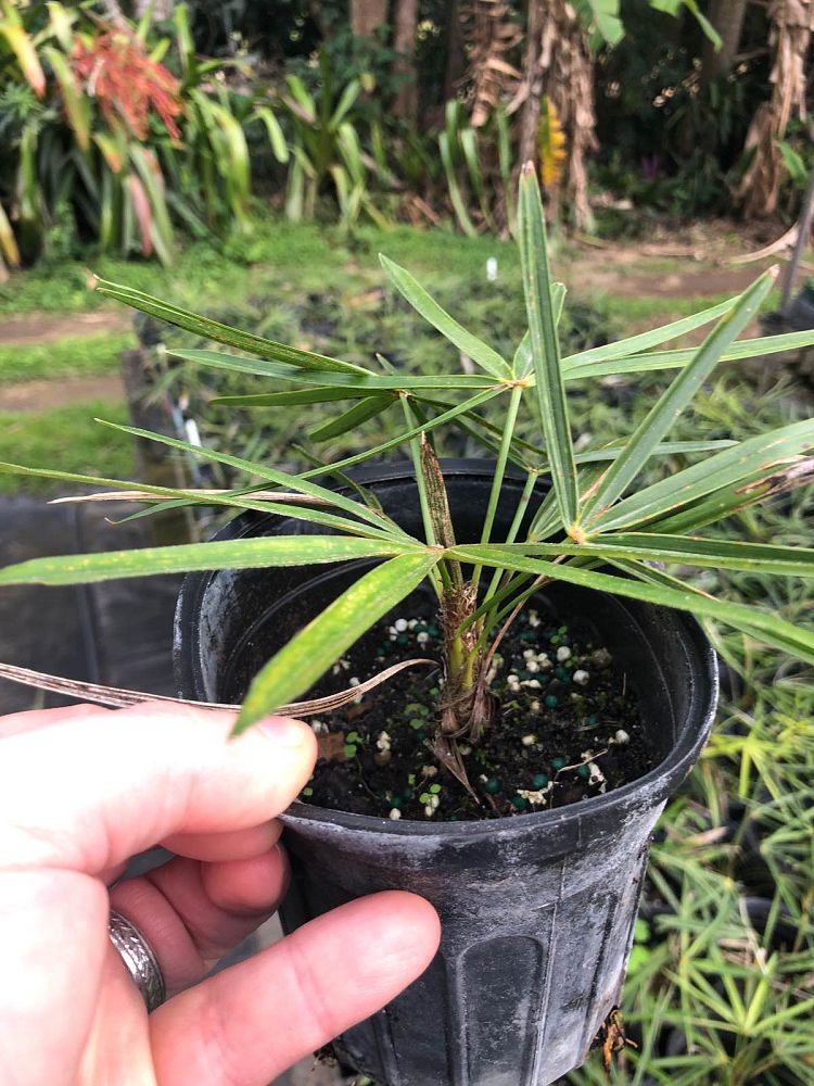 coccothrinax-crinita-old-man-palm-thatch-palm-palma-petate