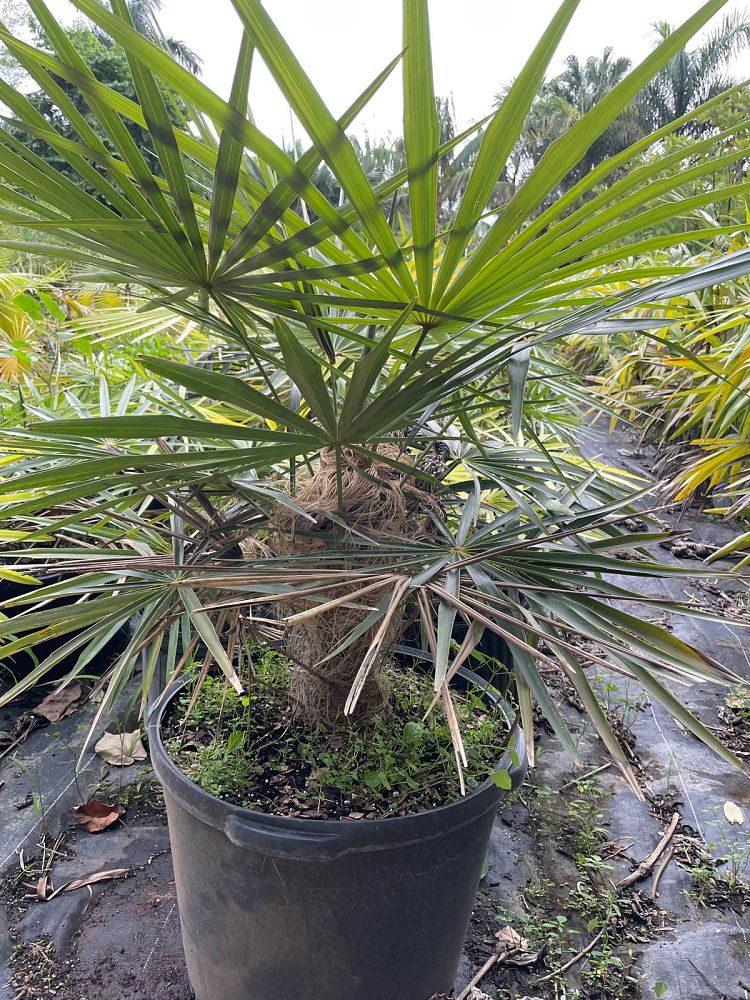 coccothrinax-crinita-old-man-palm-thatch-palm-palma-petate