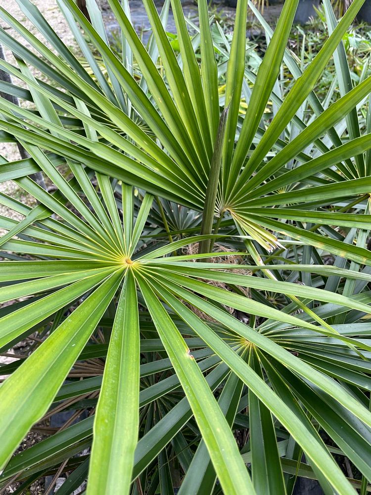 coccothrinax-crinita-old-man-palm-thatch-palm-palma-petate